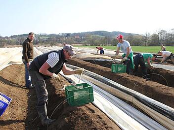 Dank des warmen Märzwetters und einer ausgeklügelten Folientechnik hat auch in Oberfranken die Spargelsaison bereits begonnen. Geerntet wird das königliche Gemüse bis Mitte Juni. Foto: Sonny Adam