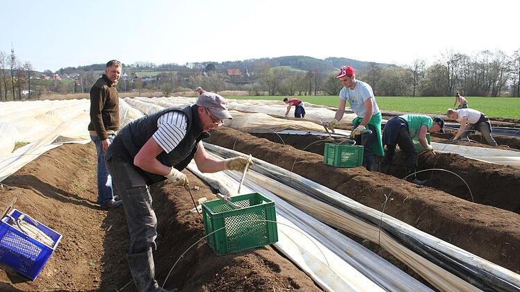 Dank des warmen Märzwetters und einer ausgeklügelten Folientechnik hat auch in Oberfranken die Spargelsaison bereits begonnen. Geerntet wird das königliche Gemüse bis Mitte Juni. Foto: Sonny Adam