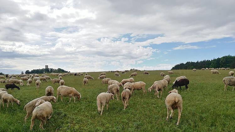 W&uuml;rzburg: Naturvielfalt entdecken - Landschaftspflegeverband l&auml;dt zu F&uuml;hrung am Schenkenturm ein