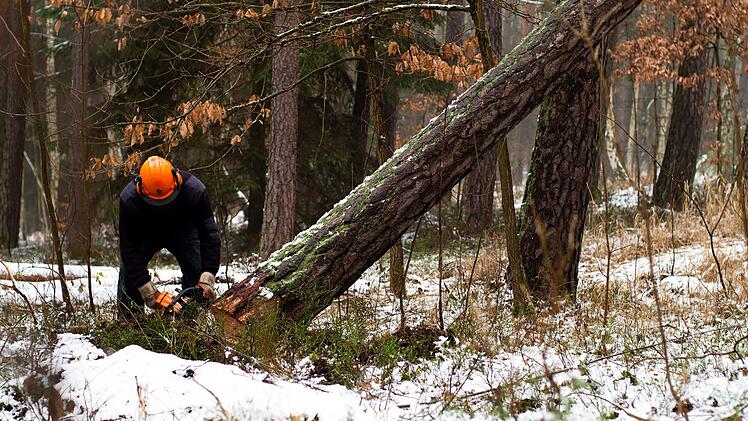 Waldbesitzer dürfen ihre eigenen Bäume nicht fällen