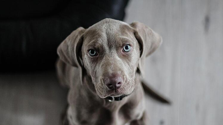 Hunde suchen bei Menschen eher nach Hilfe als Wölfe dies tun.