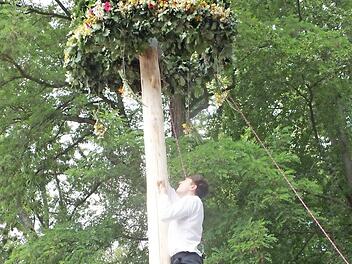Altknecht Martin Klein war beim Erklimmen des Baums erstmals mit einem Seil gesichert. Foto: Manfred Welker
