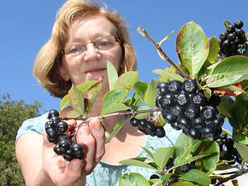 Edith Wagner zeigt die Aroniabeere, die auch Apfel-Beere genannt wird. Roh schmeckt sie sehr herb. In der Regel wird daraus Saft gemacht, der mit Zucker und Wasser gemischt wird. Die Beere soll Herz und Kreislauf stärken, die Farbstoff sollen Krebs vorbeugen. Fotos: Jürgen Gärtner