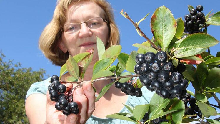 Edith Wagner zeigt die Aroniabeere, die auch Apfel-Beere genannt wird. Roh schmeckt sie sehr herb. In der Regel wird daraus Saft gemacht, der mit Zucker und Wasser gemischt wird. Die Beere soll Herz und Kreislauf stärken, die Farbstoff sollen Krebs vorbeugen. Fotos: Jürgen Gärtner