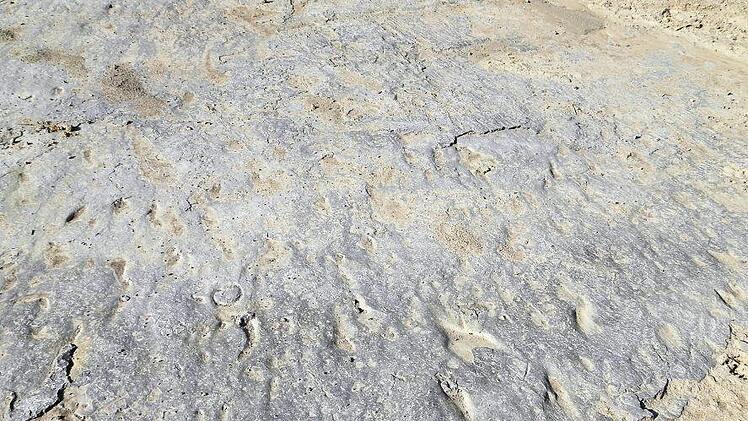 Muschelgrund - so sieht der massive 243 Millionen Jahre alte Fels in Strahlungen aus. Es war einmal der Meeresboden.  Brigitte Chellouche