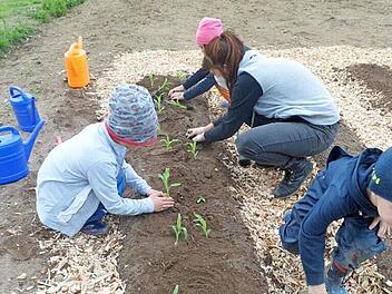 Mit Eifer pflanzen die Kinder ihren Acker an.
