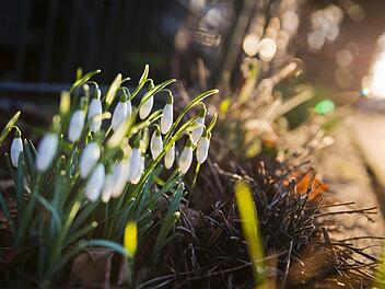Man kann Schneeglöckchen während oder gleich nach der Blüte teilen. (Symbolfoto: Frank Rumpenhorst / dpa)