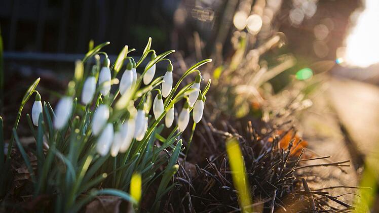 Man kann Schneeglöckchen während oder gleich nach der Blüte teilen. (Symbolfoto: Frank Rumpenhorst / dpa)