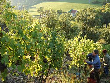 Marcel Hümmler bei der Weinlese. Foto: Arkadius Guzy