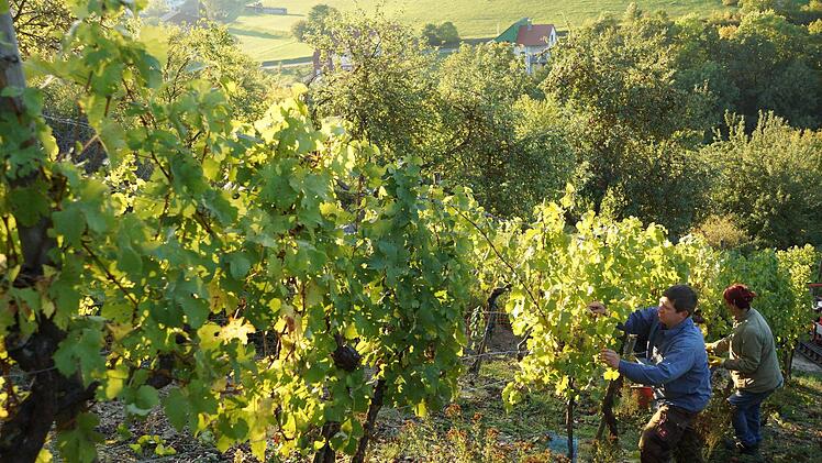 Marcel Hümmler bei der Weinlese. Foto: Arkadius Guzy
