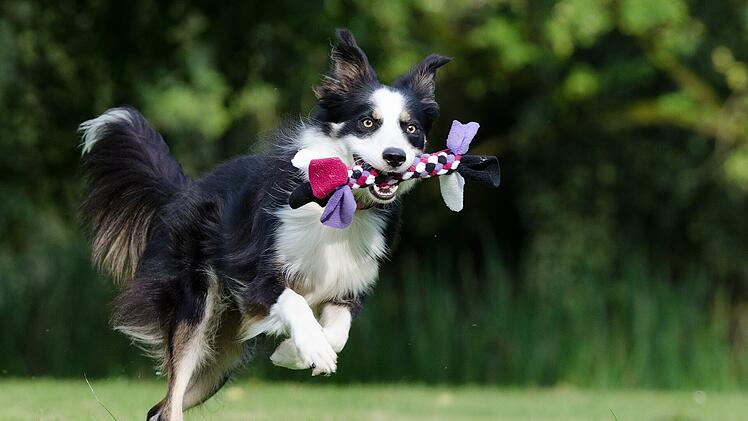 Der aus dem TV bekannte Border Collie "Rico" konnte bei der Sendung "Wetten, dass...??" 77 Wörter den jeweiligen Spielzeugen zuordnen und holen.