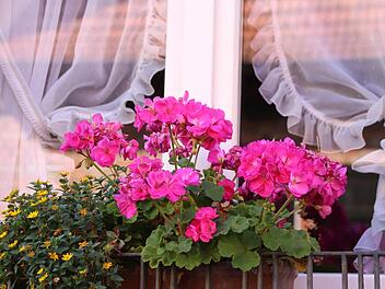 Blumen wie hier in der Bauerngasse sind ein echter Hingucker im Stadtbild. Sie bringen auch jetzt im Herbst noch sommerliches Flair in die Stadt. Foto: Heike Beudert