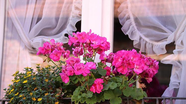 Blumen wie hier in der Bauerngasse sind ein echter Hingucker im Stadtbild. Sie bringen auch jetzt im Herbst noch sommerliches Flair in die Stadt. Foto: Heike Beudert