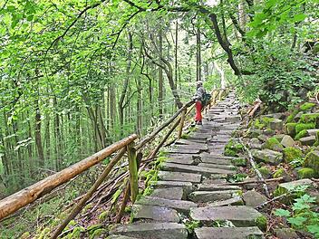 Am länderübergreifenden Kernzonentag bieten die Ranger der Bayerischen Verwaltungsstelle des Biosphärenreservats eine Führung durch die Kernzone Gangolfsberg an.