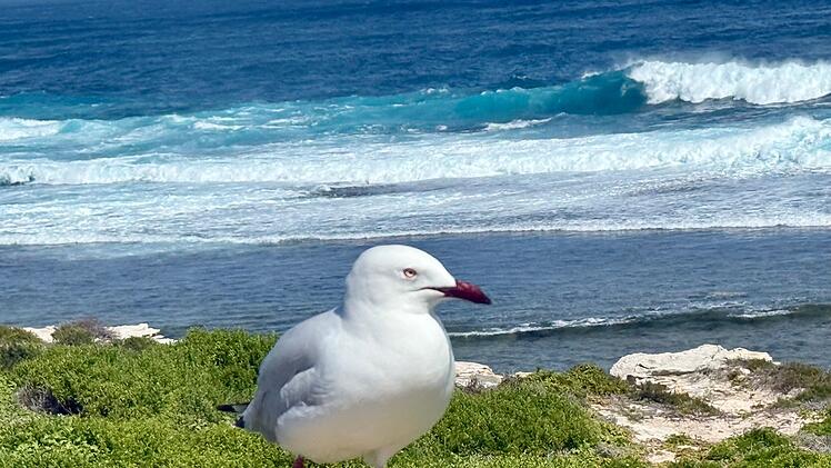 Australische Silberkopfm&ouml;wen - Vogelgrippe in Australien