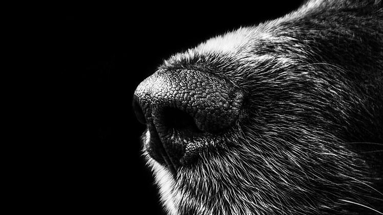 Der Pawlowsche Hund ist symbolisch bekannt für die Klassische Konditionierung.