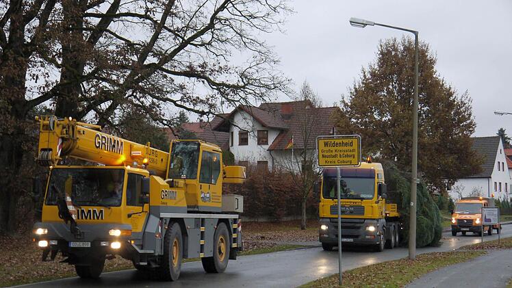 Kommt aus Wildenheid, schmückt den Neustadter Markt: eine 15 Meter hohe Nordmanntanne. Foto: Berthold Köhler