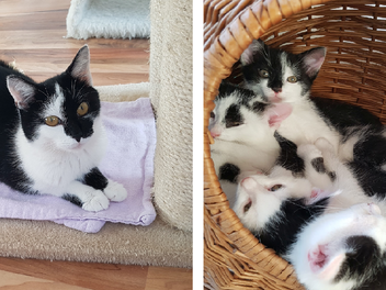 Tierheim Bamberg: Katze Farfalla und ihre fünf Babys suchen Zuhause - "lange auf sich gestellt"