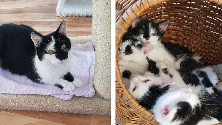 Tierheim Bamberg: Katze Farfalla und ihre fünf Babys suchen Zuhause - "lange auf sich gestellt"