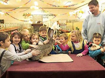 Zahlreiche Streicheleinheiten erhielten einige Tiere der Gemeinschaftsschau im Züchterheim in Creidlitz von den Kindern aus dem Kindergarten "Flohzirkus".  Foto: Michael Stelzner