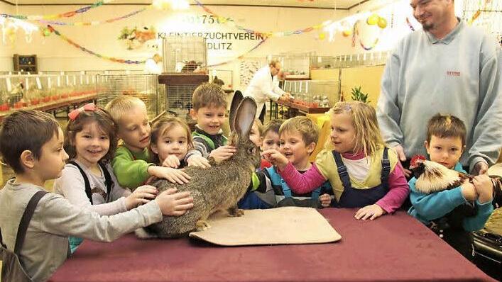 Zahlreiche Streicheleinheiten erhielten einige Tiere der Gemeinschaftsschau im Züchterheim in Creidlitz von den Kindern aus dem Kindergarten "Flohzirkus".  Foto: Michael Stelzner