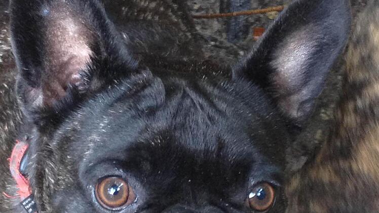 Auch Jennifer Dück liebt französische Bulldoggen wie ihren Hund Baxter.