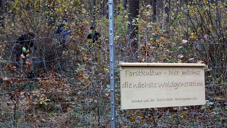 Realschüler bei der Waldarbeit Richard Sänger