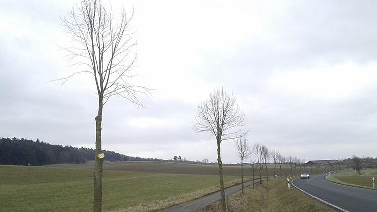 Lindenallee von Seßlach Foto: Bettina Knauth