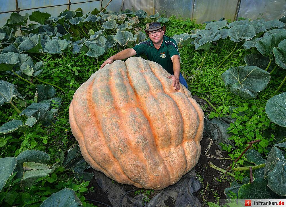 Riesenkürbis