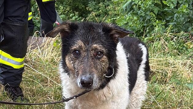 Hund aus Bach bei Litzendorf gerettet