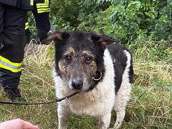 Hund aus Bach bei Litzendorf gerettet