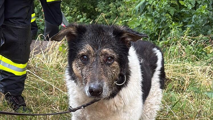 Hund aus Bach bei Litzendorf gerettet