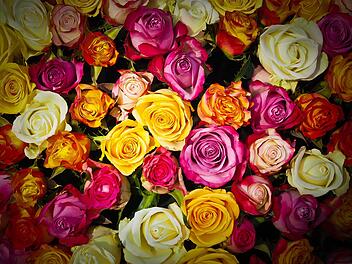 Blumen