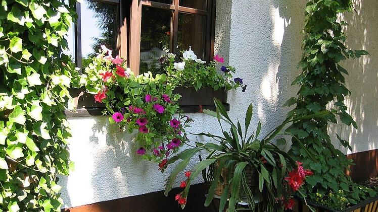 Sommerbild aus dem Garten Foto: Dieter Jochum