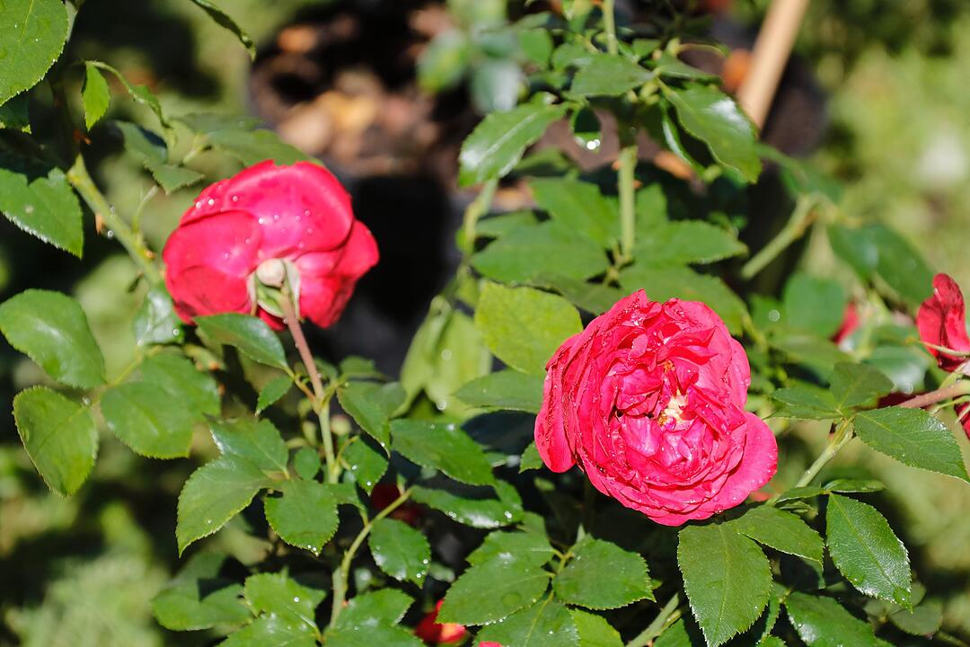 Rosen & Garten Messe Kronach im September