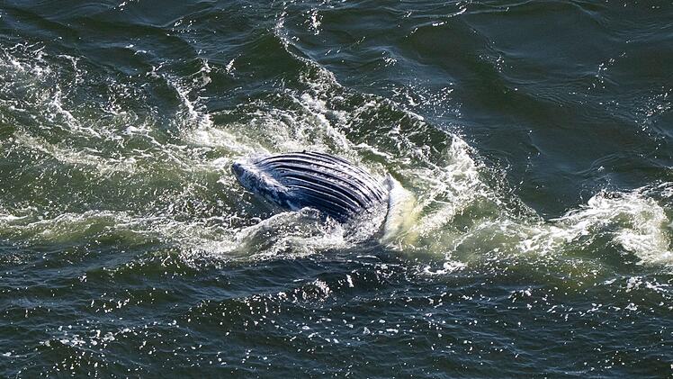 Wal ohne Lebenszeichen im Greifswalder Bodden entdeckt