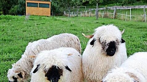Die Walliser Schwarzschafe sind die neueste Errungenschaft der Familie Wehner. Foto: Kathrin Kupka-Hahn