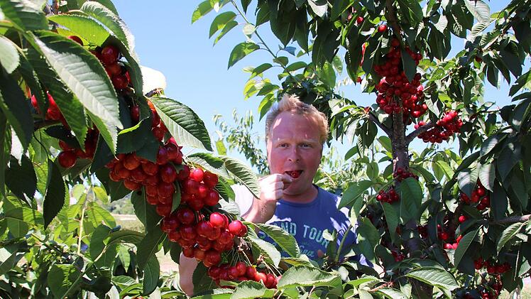 Jochen Müller vom Obsthof Müller in Modlos probiert die späte Kirschensorte: Eigentlich wäre noch Kirschen-Zeit, aber wegen der Hitze ist in wenigenTagen schon Schluss für heuer.Ralf Ruppert