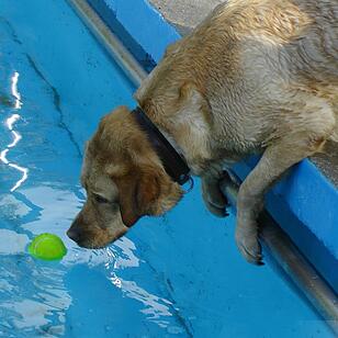 Hundebadetag im Freibad Eltmann