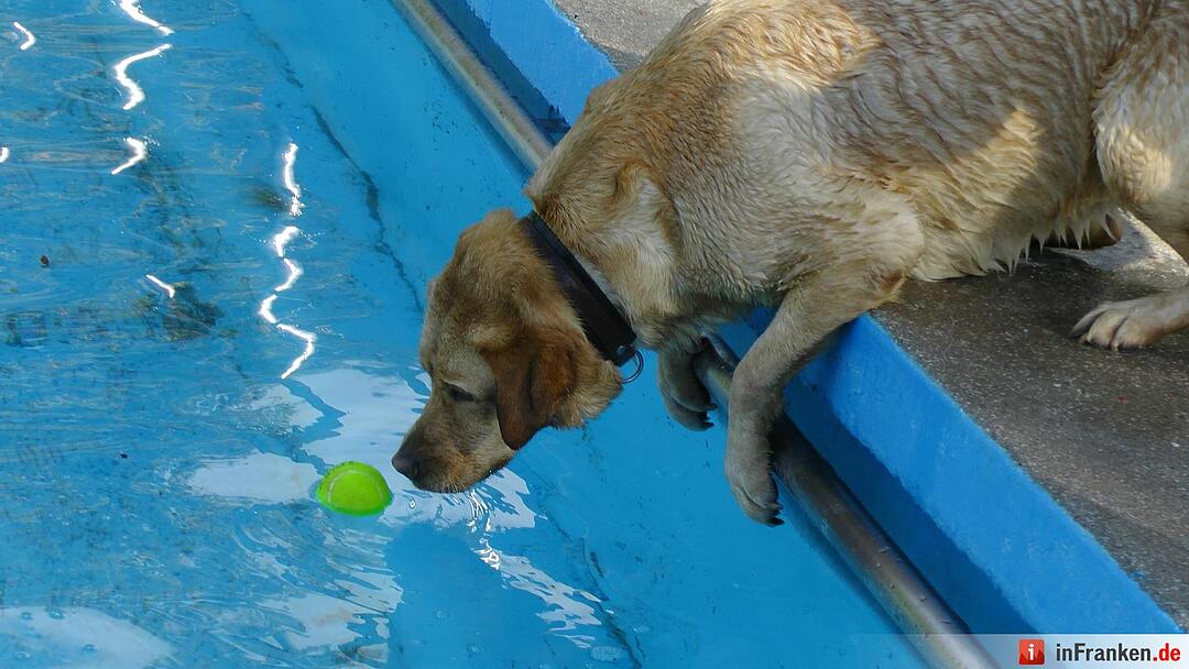 Hundebadetag im Freibad Eltmann