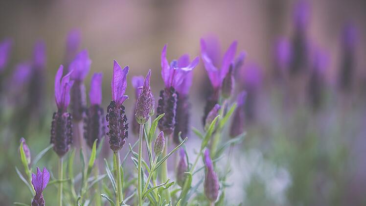 Lavendel