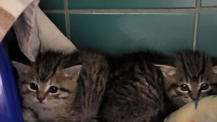 Zwei Katzenbabys im Tierheim Lichtenfels