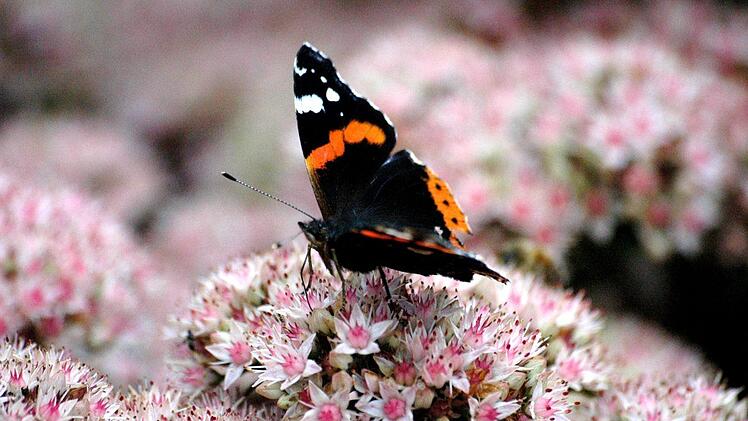 Lebensräume von Insekten verbessern, wiederherstellen oder neu schaffen, das ist das Ziel des Naturschutzprojekts Grüngitter. Siegfried Farkas/Archiv