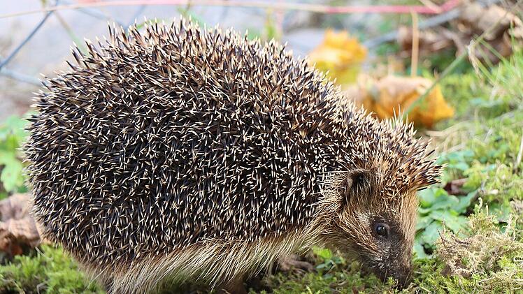 Igel im Garten vertilgen gerne Schnecken.