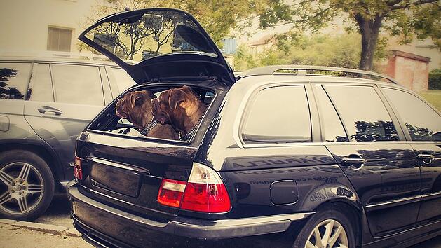 Hunde sollten w&auml;hrend der Autofahrt gesichert sein.
