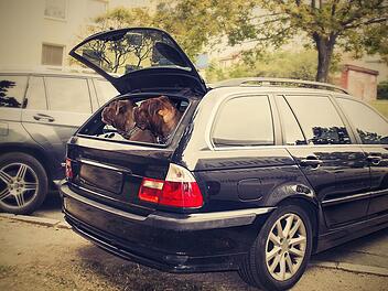 Hunde sollten während der Autofahrt gesichert sein.