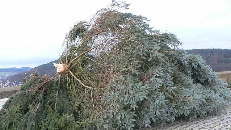 Hat den Luftangriff von Sturmtief Bille nicht überlebt: der Christbaum auf dem Rondell der Kulmbacher Plassenburg. Foto: Michael Weich