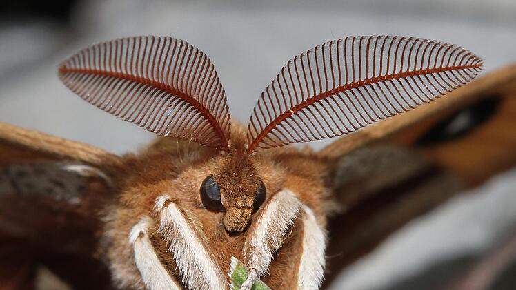 Der Nagelfleck fliegt von Mitte April bis in den Mai.