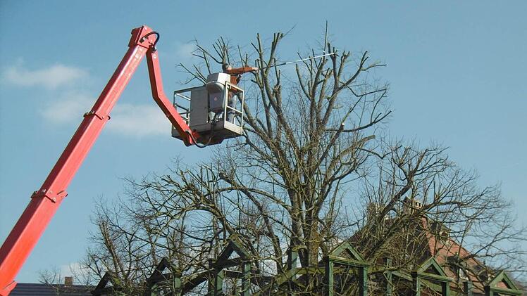 Ein Arbeitseinsatz des Förderkreises: mithilfe einer Hebebühne wird der Baum geschnitten.