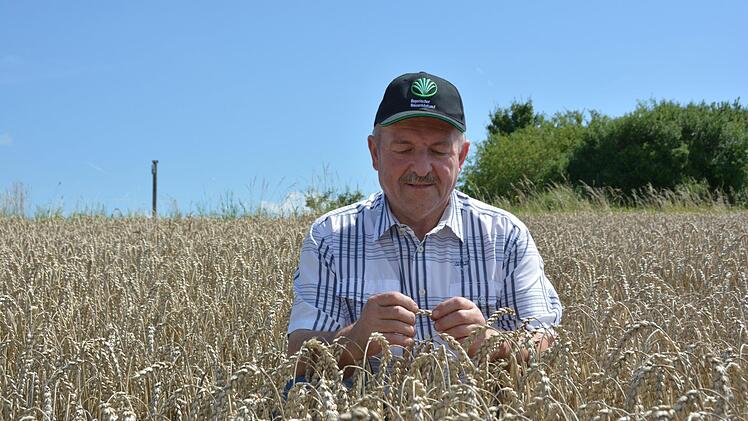 Wilfried Löwingerprüft das reife Getreide. Mit dem Dreschen muss er noch warten: Die Körner sind zu feucht. Foto: Dagmar Besand